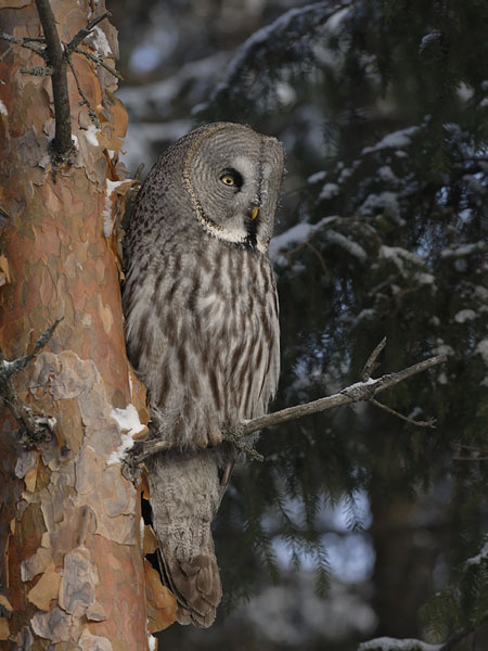 Lapinpöllö, Great Grey Owl, Strix nebulosa